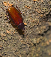 Roaches, Blattaria