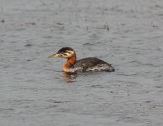 Divers and Grebes
