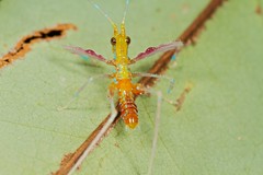 Orthoptera (Guyana)