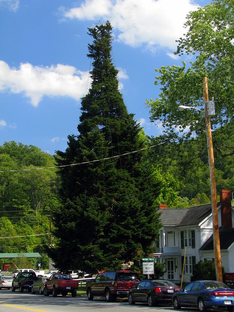 World's Tallest (decorated) Fraser Fir Tree