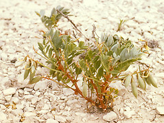 Astragalus sabulosus var. vehiculus