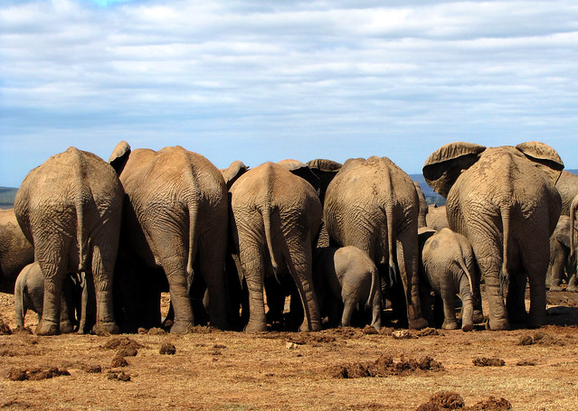 big bums small bums o Addo Elephant National Park Eastern Cape