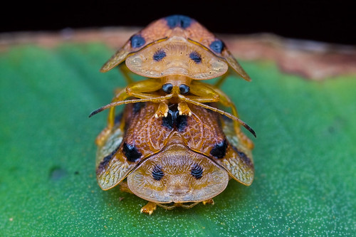 Tortoise beetles mating, laccoptera.......MG_4600 copy