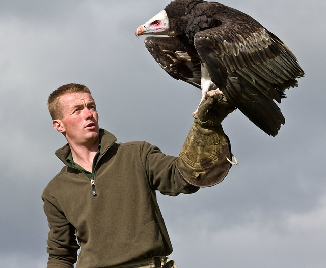 David with the White Headed Vulture