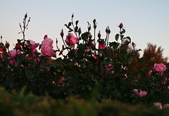 Duluth Rose Garden 2010