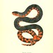 013-Helicops abacurus-North American herpetology…1842-Joh Edwards Holbrook