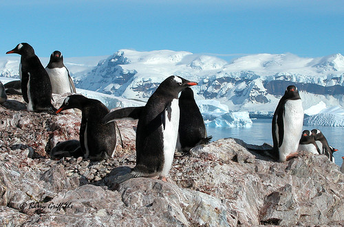Gentoo Penguins  by Barry Griffiths CAD