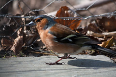Chaffinches