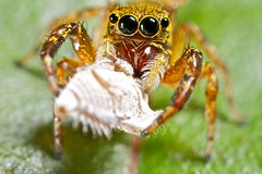 Jumping spiders (All trips)