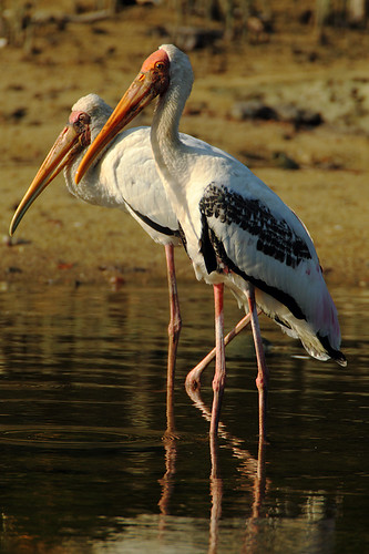 Painted and Milky Stork