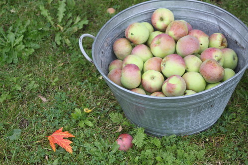 First Apples