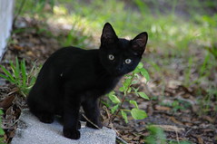 black cats 