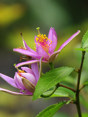 Tiliaceae　シナノキ科