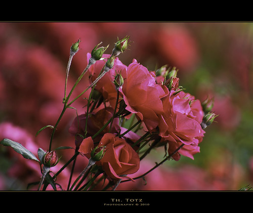 Roses - Rosen