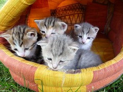 Chatons - Kittens