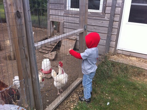 feed chickens