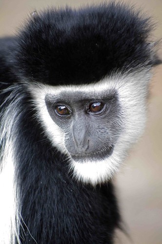 Black and White Colobus Monkey by masaiwarrior
