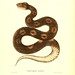 017-Trigonocephals atrofuscus-North American herpetology…1842-Joh Edwards Holbrook