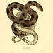 006-Coluber taxispilotus-North American herpetology…1842-Joh Edwards Holbrook