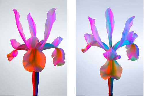 Torkil-Gudnasons-Floral-Series-4-1 by yul barrantes