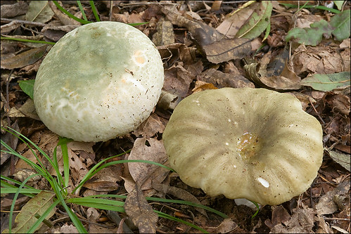Photo by Amadej Trnkoczy  on Flickr
Сыроежка разнопластинчатая (Russula heterophylla) - на фото справа Автор фото: Amadej Trnkoczy (Slovenija)