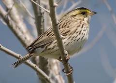 Savannah sparrow - Passerculus sandwichensis