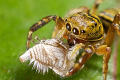 Arachnids (Guyana)