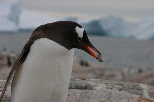 Pingouin Gentoo au travail by hinayana