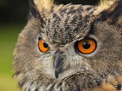 Owls & hawks, Battleby, September 2010