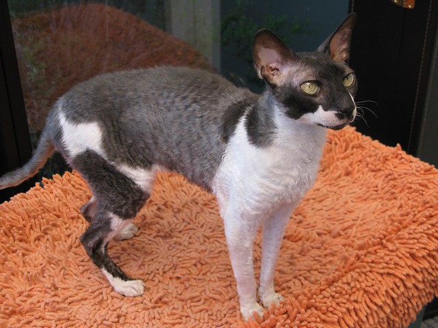 Sam in AZ. Sam is available for adoption. Please go to Cornish Rex Friends