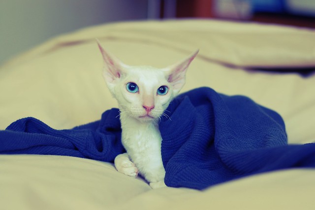 A Cornish Rex is a breed of domestic cat. The Cornish Rex has no hair except