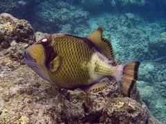 Unterwasserwelt Embudu/Malediven