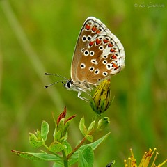 UK Butterflies (best shots to my taste)