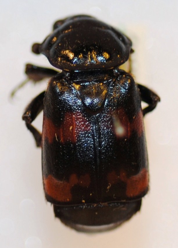 Silphidae image