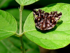 Plant-hopper / Ricaniidae