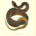 018-Tropidonolus fasciatus-North American herpetology…1842-Joh Edwards Holbrook