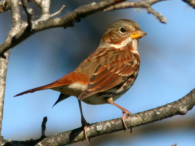 Fox Sparrow 2-20101017