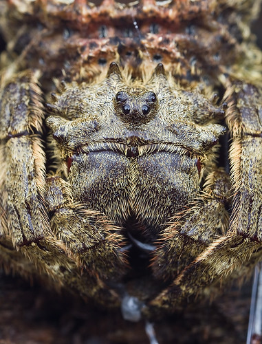 IMG_9233 copy Caerostris sumatrana spider