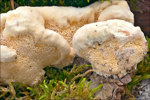 Климакоцистис северный (Climacocystis borealis)Photo by Amadej Trnkoczy  on Flickr Автор фото: Amadej Trnkoczy (Slovenija)