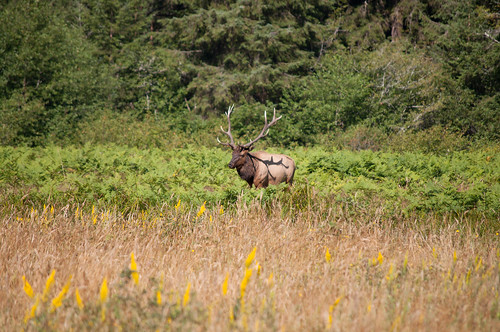 Elk Meadows, Prairie Creek Redwoods State Park, California