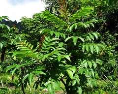 Anacardiaceae (Cashew or Sumac family