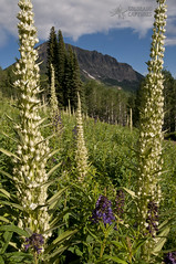 Crested Butte - Wildflower Festival
