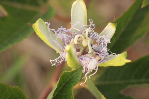 passion flower pictures