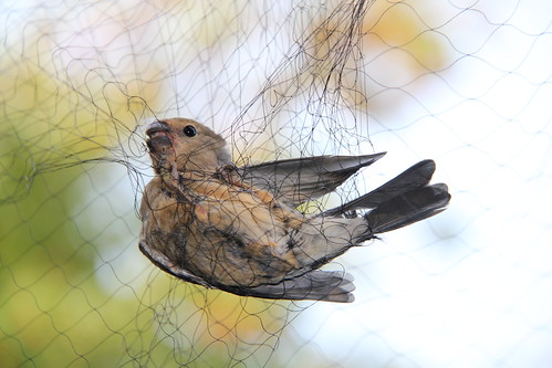國際新聞：陷阱和鳥網-瀕危鳥種殺手