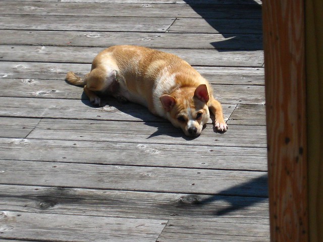 Bruno, basking in the sun