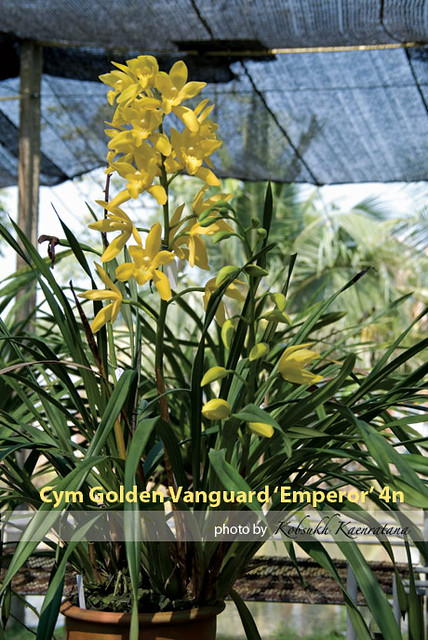 Cym. Golden Vanguard 'Emperor'