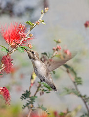 Arizona Hummingbirds 2010