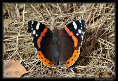 Lepidoptera/Nymphalidae