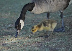 Baby Canadian Geese 2010