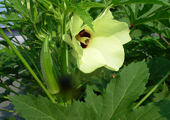 okra plant with pod and flower